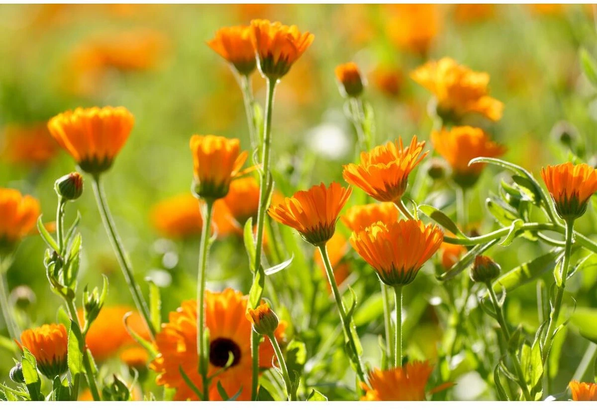 Weleda Calendula Tandpasta - Afbeelding 2